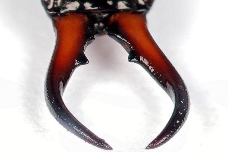 Forficula auricularia (Forficulidae) maschio